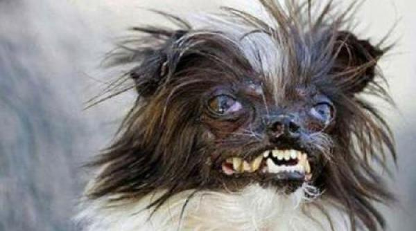 quasi modo cel mai urat caine din lume in 2015