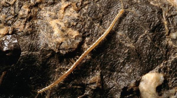 descoperire inedita in croa ia este carnivor i se nume te hades