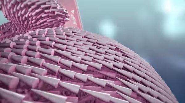 miscarile inimii umane intr un video impresionant