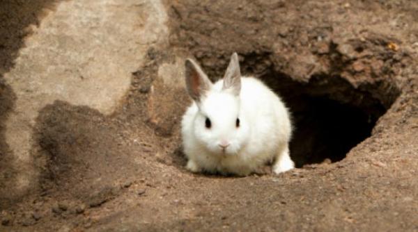 bancul zilei iepura ul i teza de licen a