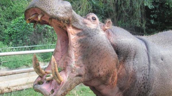 bancul zilei so ul i so ia merg la zoo