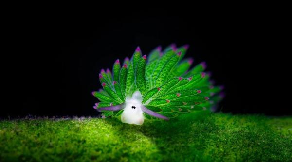 cum arata melcul de mare care seamana cu o oaie este unic in lumea animala