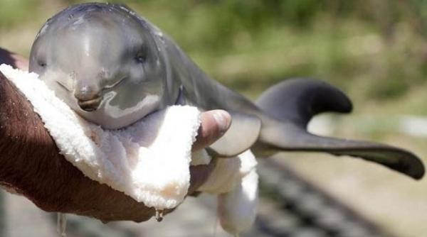 delfini esuati pe plajele din mamaia si venus