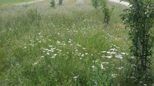 cea mai bogata comuna din romania condi ii extraordinare la ara