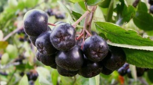 aronia fructul cosmonautilor cultivat la valcea benefic pentru sanatate