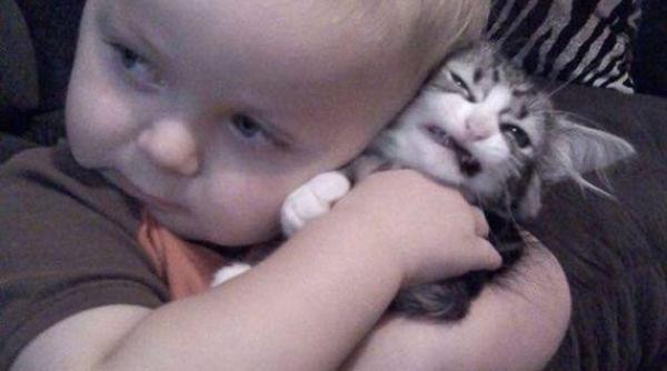 ce fac pisicile cand este canicula foto