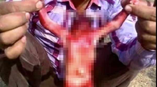 o imagine bizara imparte internetul in doua tabere extraterestru sau fals