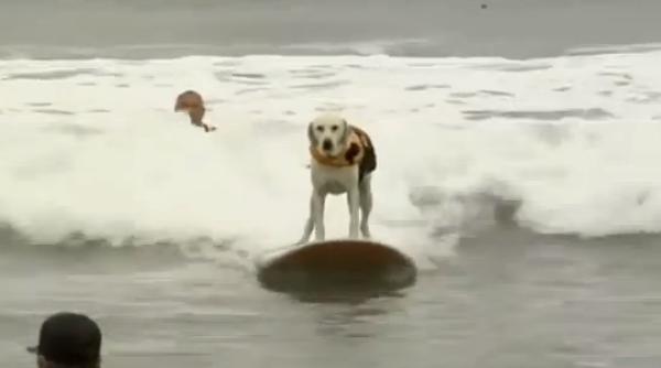 campionat de surf pentru caini video spectaculos