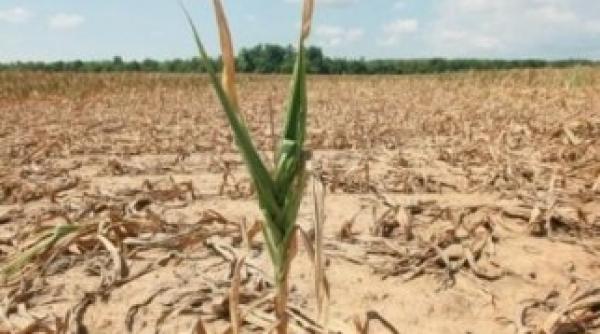 efectul teribil al secetei