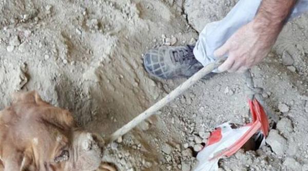 imagini tragice caine ingropat de la gat in jos salvat la timp