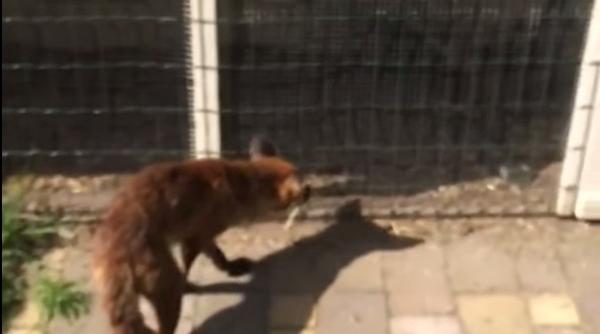 filma o vulpe cand ceva surprinzator s a intamplat