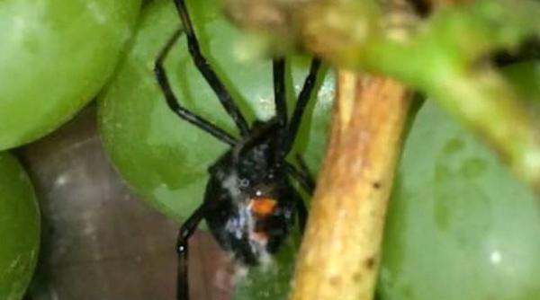 ocant ce au gasit intr o punga cu sturguri