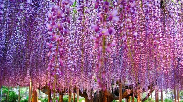 cei mai frumo i arbori din lume galerie foto