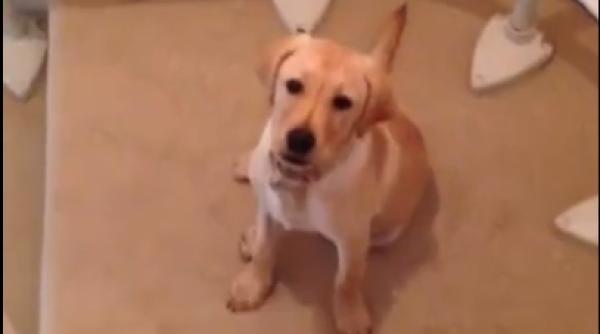 prea lene ca sa coboare scarile metoda gasita de un pui de labrador video