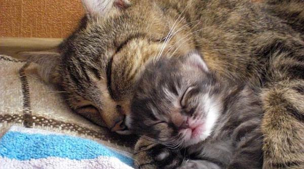 de ce este bine sa ai pisica in casa