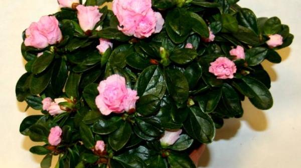 ce plante ajuta la purificarea aerului din camera