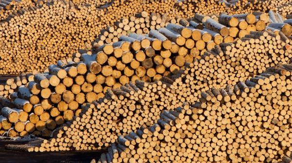 ziar din austria informa ii ocante despre holzindustrie schweighofer din romania