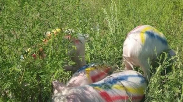 gest extrem pentru a impiedica construirea moscheii in bucure ti