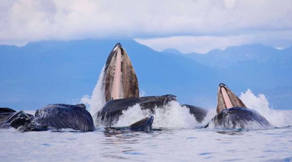 alaska 30 de balene au e uat investiga ia dificila din cauza ur ilor