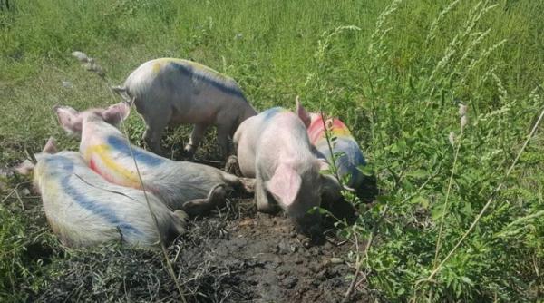 au pangarit terenul viitoarei moschei degeaba ce spune muftiul