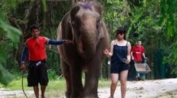 thailanda un elefant stresat i a ucis inso itorul i a fugit cu trei turi ti in jungla