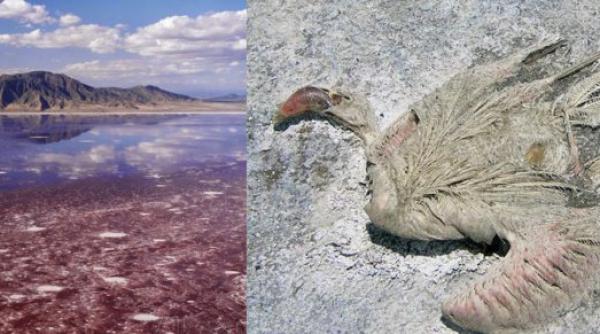 lacul care transforma orice vietate in statuie