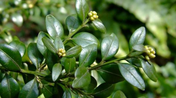 planta minune care omoara celulele canceroase