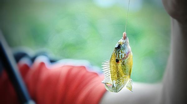 bancul zilei un pescar refuza pe ti orul de aur