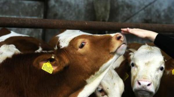 aten ie boala limbii albastre a revenit in romania