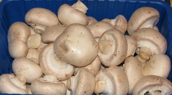 ciuperca leguma minune care lupta impotriva cancerului