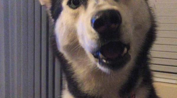 viral pe net expresia fe ei lui te face sa razi in hohote