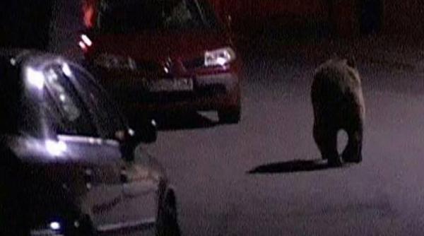 urs la plimbare pe strazi eful poli iei locale reac ie halucinanta