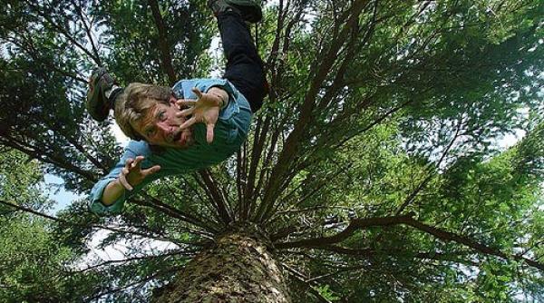 bancul zilei un sco ian cade din copac