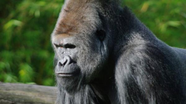 pemiera la gradina zoologica din berlin automate de snacksuri pentru maimu e