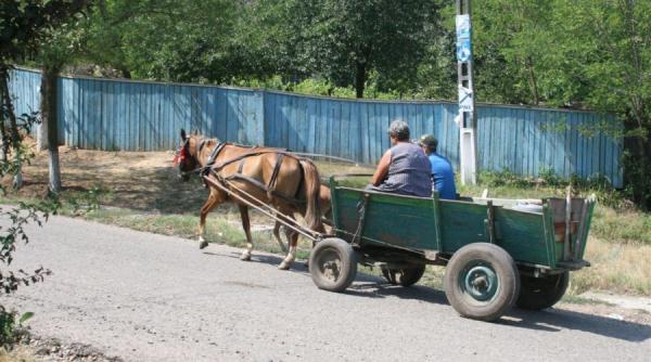 bancul zilei un tanar din sat nu i poate gasi so ia potrivita