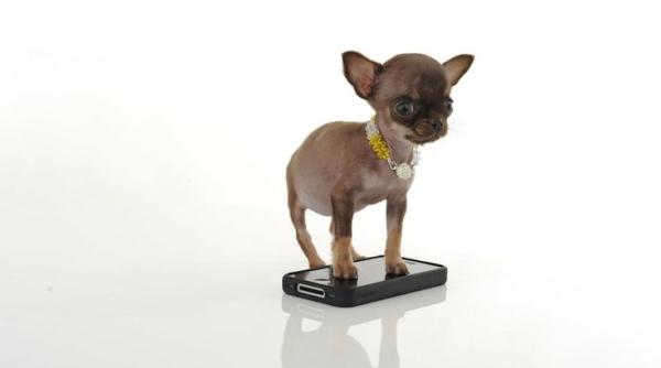 cum arata cel mai mic caine din lume