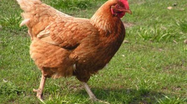 bancul zilei o gaina face un ou de o jumatate de kilogram