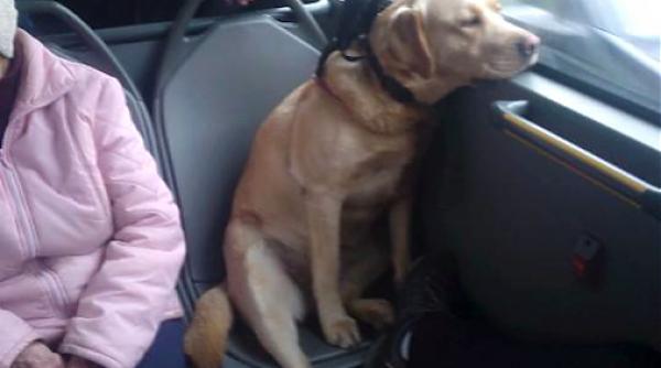 moment istoric in cluj emil boc le pune condi ii oamenilor care au caini