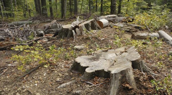 greenpeace romania taierile ilegale de padure in 2013 2014 prejudiciu de 52 de milioane de euro