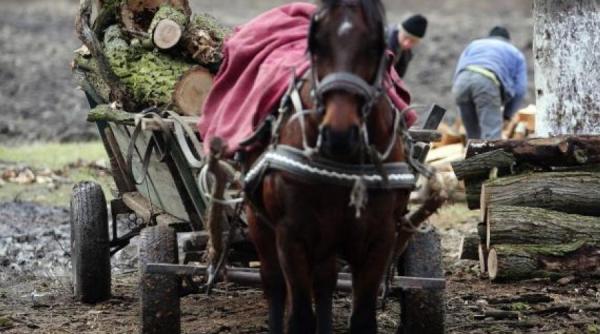 senatul a aprobat infiin area garzii forestiere