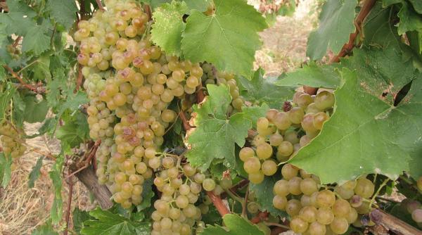 viile capacitate extraordinara in fa a incalzirii globale