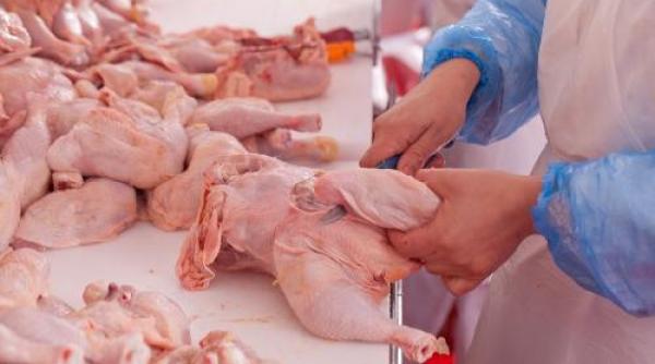 carnea de pui cu hormoni cum poate fi recunoscuta