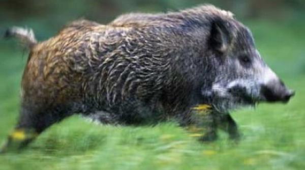 tulcea administratia deltei dunarii solicita aviz pentru extractia unor exemplare de mistreti