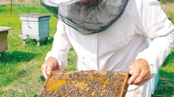 bacau proiect in premiera privind dezvoltarea apiculturii in zona rurala zemes