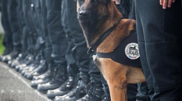 diesel cainele erou ucis miercuri de femeia kamikaze din paris