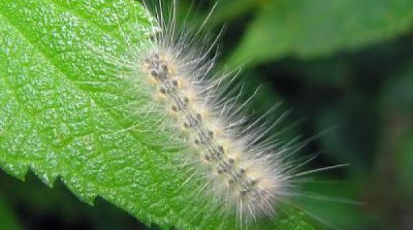 bancul zilei un tip i i cumpara o omida vorbitoare