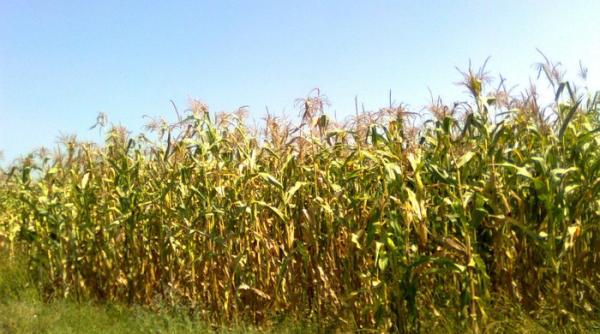 bancul zilei nevasta lui gheorghe intra cu ion in porumb