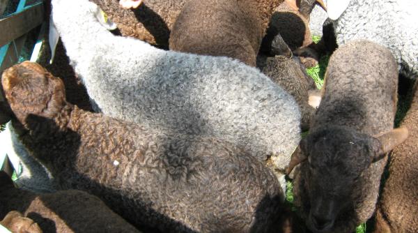 rasa noua de ovine creata la statiunea popauti ca raspuns la solicitarea pie ii