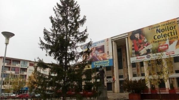 de ce este special bradul de craciun din bacau