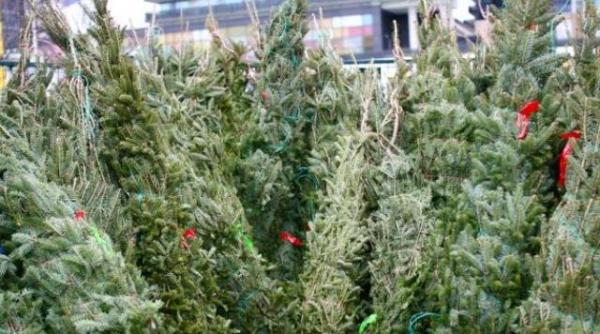 fara brazi naturali pentru craciun in pietele din caras severin